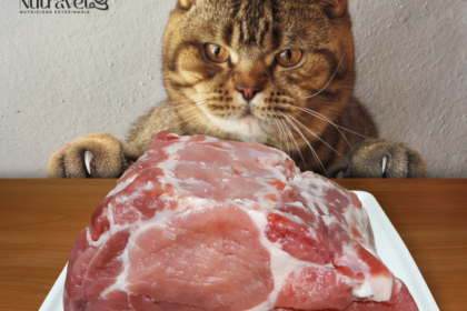 Gatti e dieta Barf