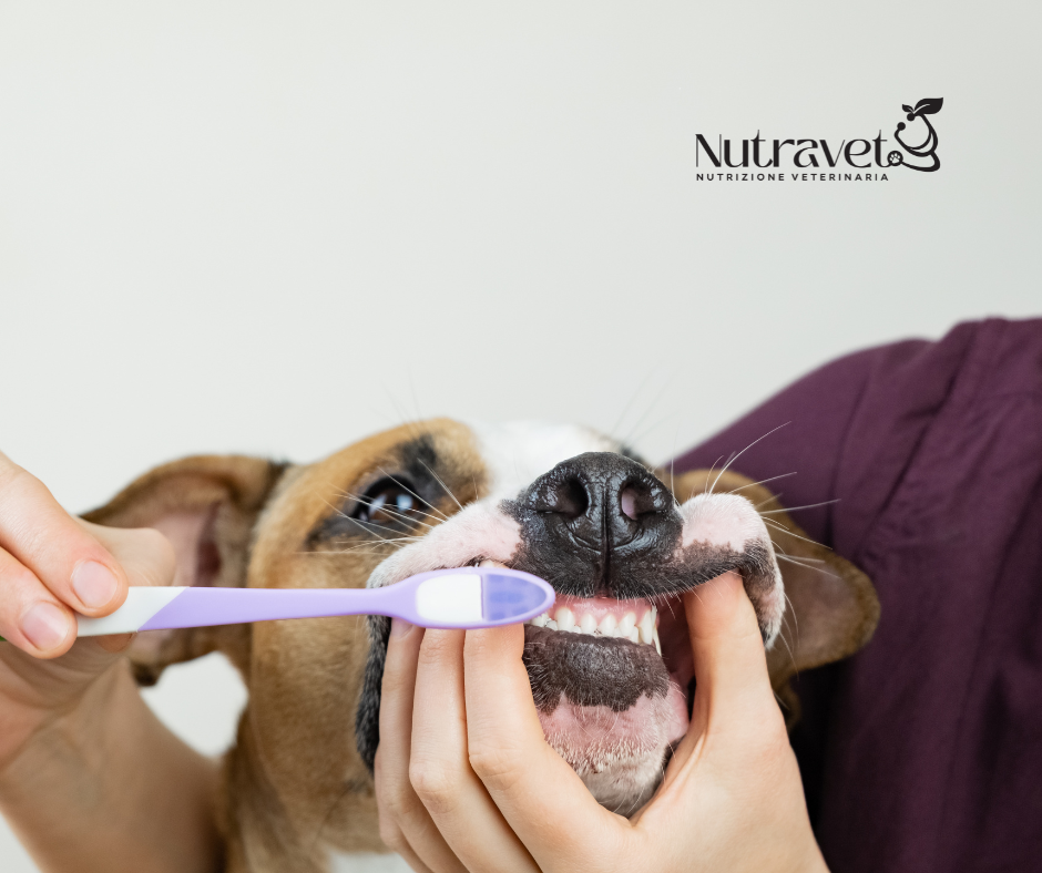 Igiene orale del cane