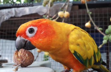 Alimentazione dei pappagalli