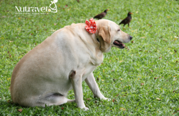 Come far dimagrire un cane Come far dimagrire un cane