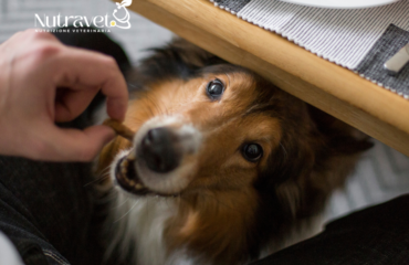 Cibo umano per cani: cosa si può dare e cosa no Cibo umano per cani: cosa si può dare e cosa no