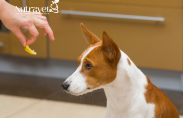 Il cane non vuole mangiare Il cane non vuole mangiare
