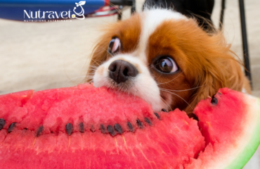 Quale frutta può mangiare il cane Quale frutta può mangiare il cane