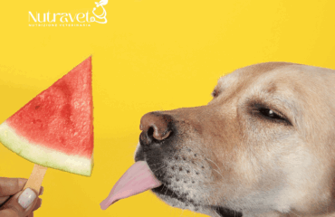 cane può mangiare l’anguria cane può mangiare l’anguria