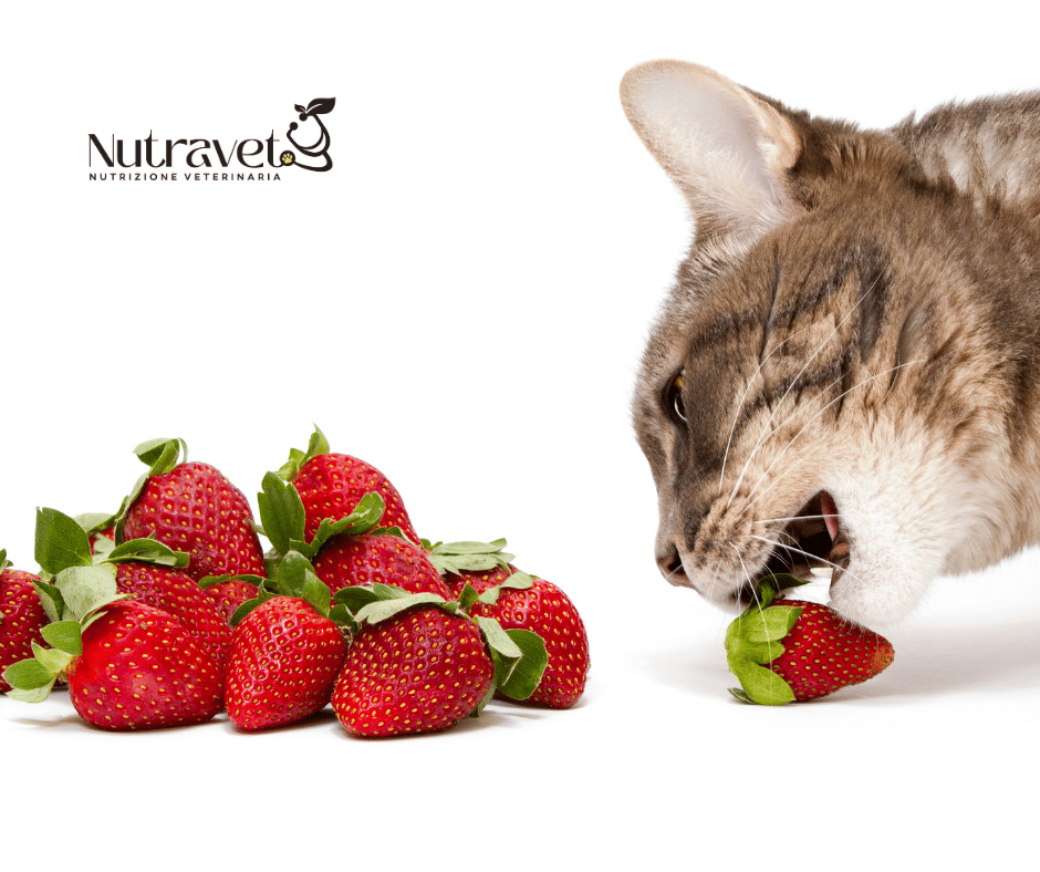 gatto può mangiare la frutta