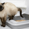 Struvite nel cane e nel gatto
