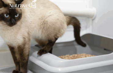 Struvite nel cane e nel gatto Struvite nel cane e nel gatto