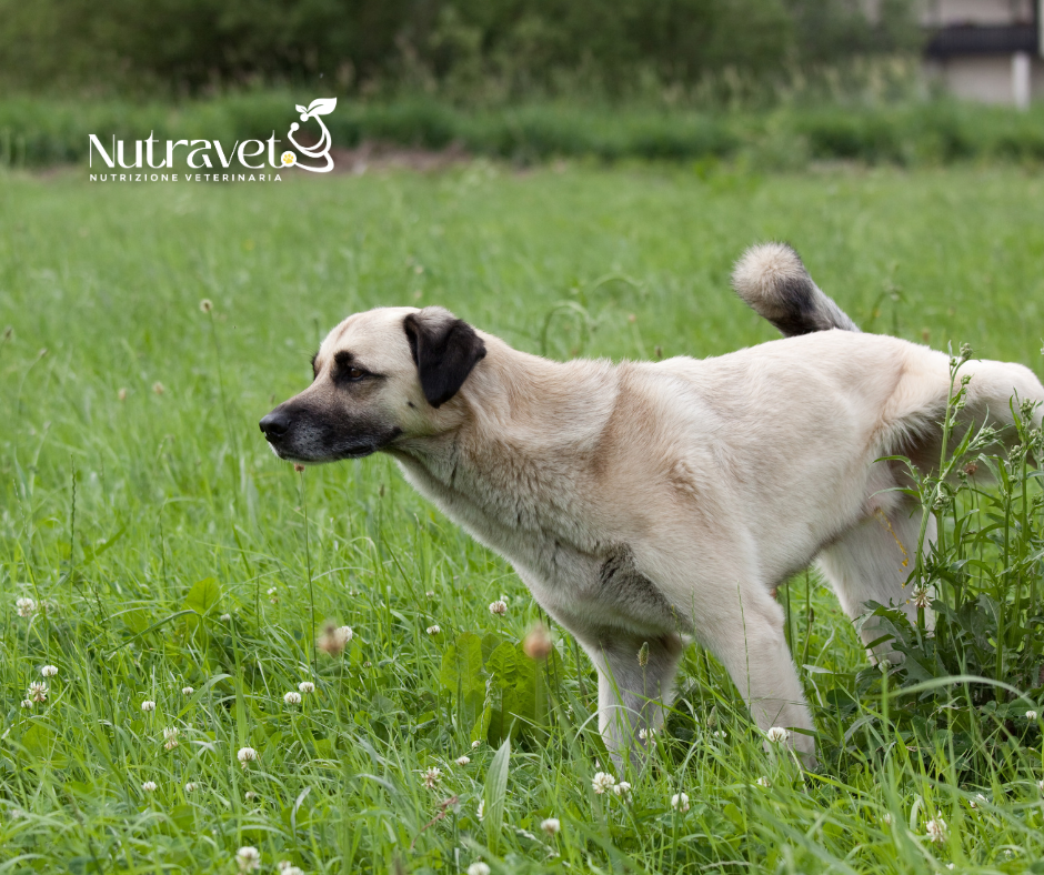 Struvite nel cane e nel gatto