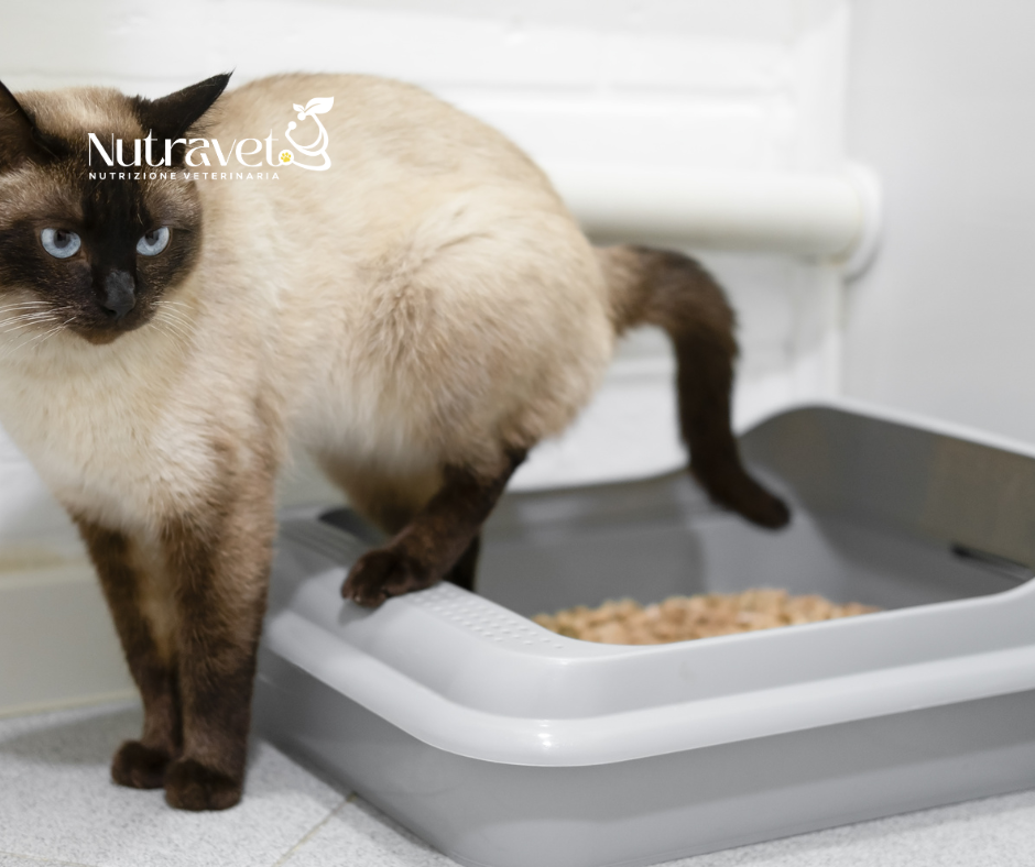Struvite nel cane e nel gatto