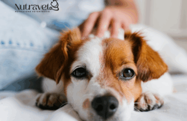 Discinesia Parossistica nel Cane