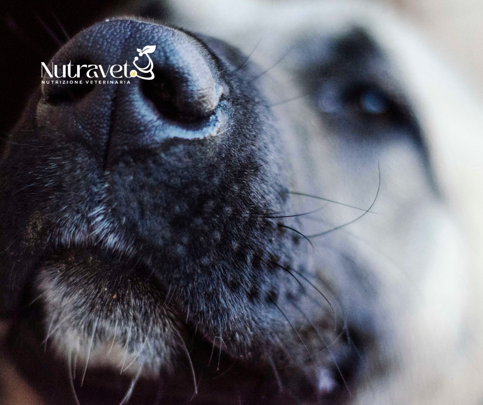 Discinesia Parossistica nel Cane