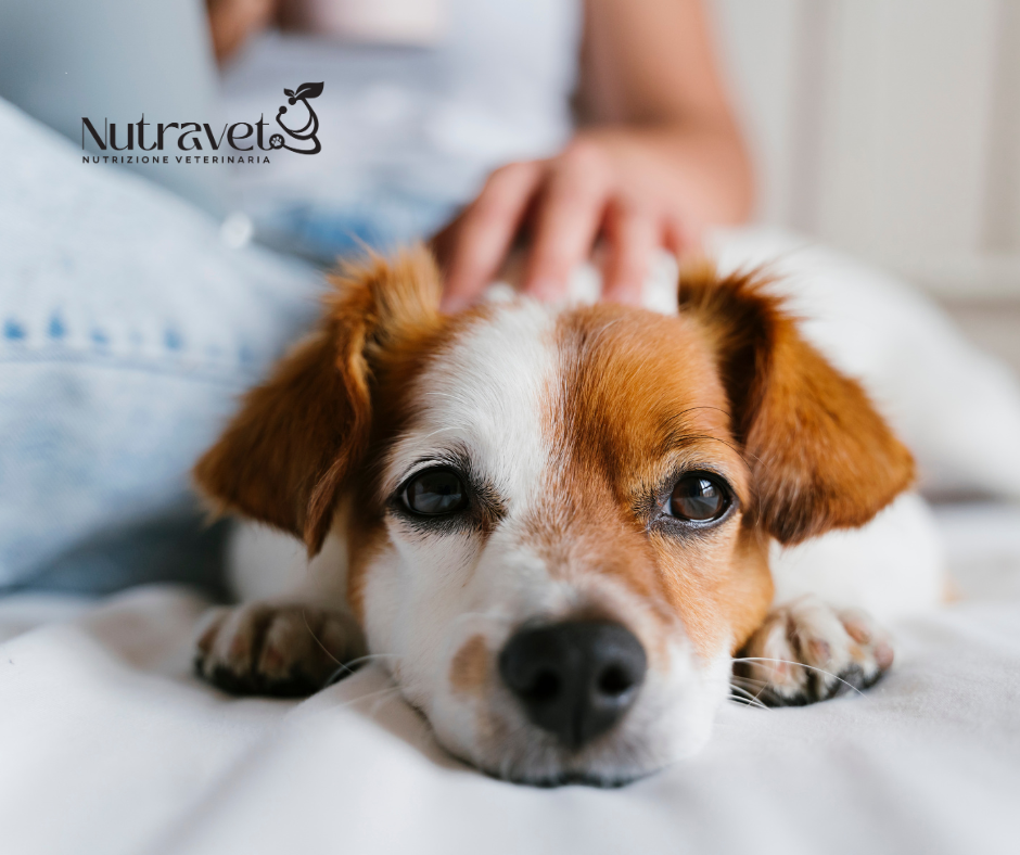 Discinesia Parossistica nel Cane