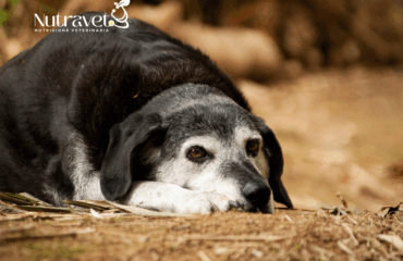 Ipotiroidismo nei cani anziani