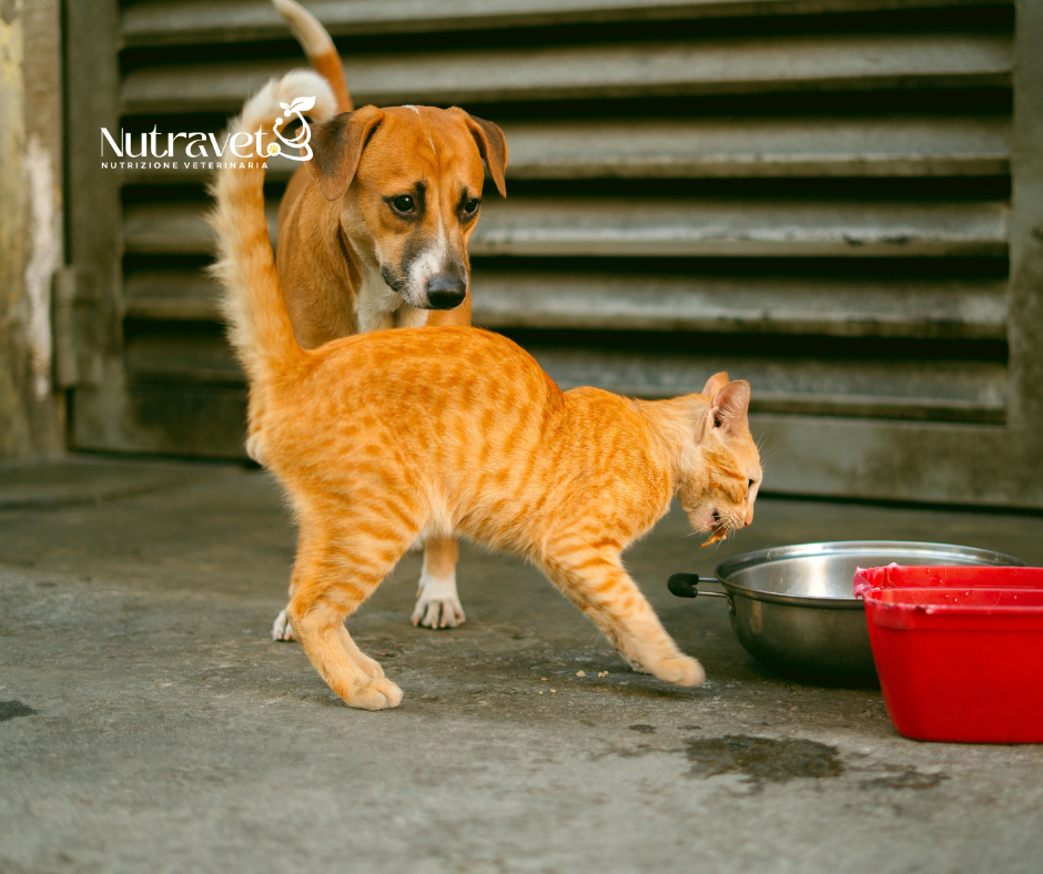 Il gatto può mangiare il cibo del cane?