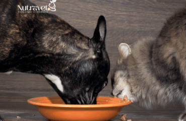 Il gatto può mangiare il cibo del cane? Il gatto può mangiare il cibo del cane?