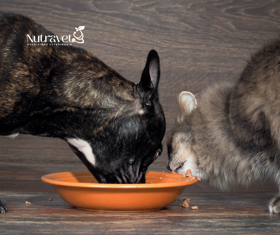 Il gatto può mangiare il cibo del cane?