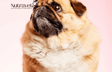 Cane con diabete e alimentazione Cane con diabete e alimentazione