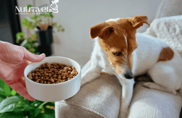 Al cane non piacciono le crocchette Al cane non piacciono le crocchette