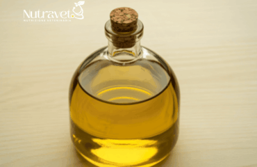 Gatto e olio di fegato di merluzzo Gatto e olio di fegato di merluzzo