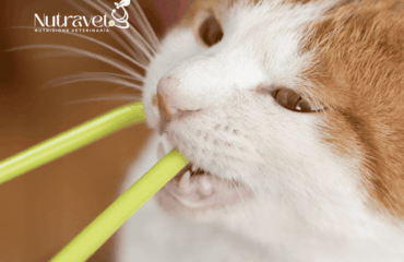 Snack per i denti del gatto Snack per i denti del gatto