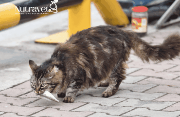 Gatto e pesce Gatto e pesce