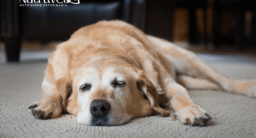 Ricostituente per cane Ricostituente per cane