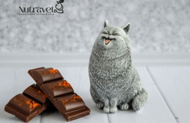 Il gatto ha mangiato la cioccolata Il gatto ha mangiato la cioccolata