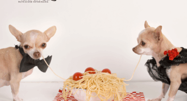 La pasta per il cane La pasta per il cane