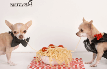 La pasta per il cane La pasta per il cane
