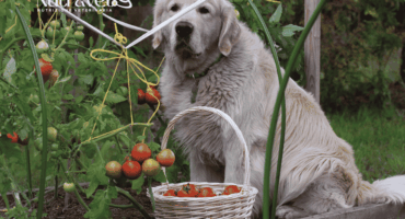 Cani e pomodori Cani e pomodori