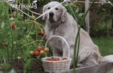 Cani e pomodori Cani e pomodori