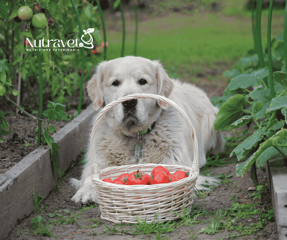 Cani e pomodori