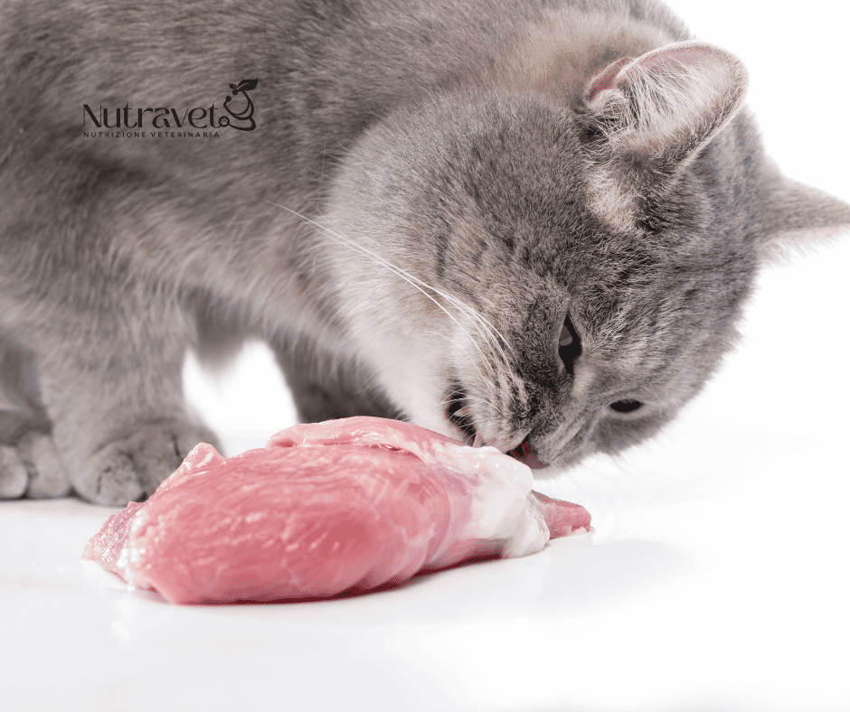 ingredienti della BARF ingredienti della BARF
