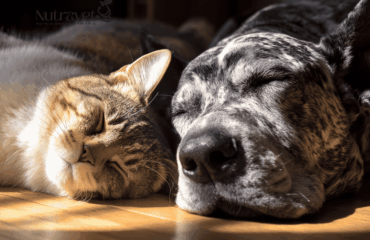caratteristiche di una buona dieta per cane e gatto caratteristiche di una buona dieta per cane e gatto